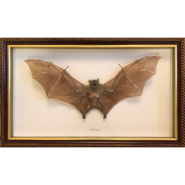 FRAMED BAT 19X11.5"